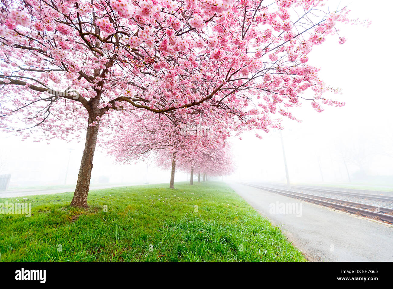 Pink blossom on trees Stock Photo