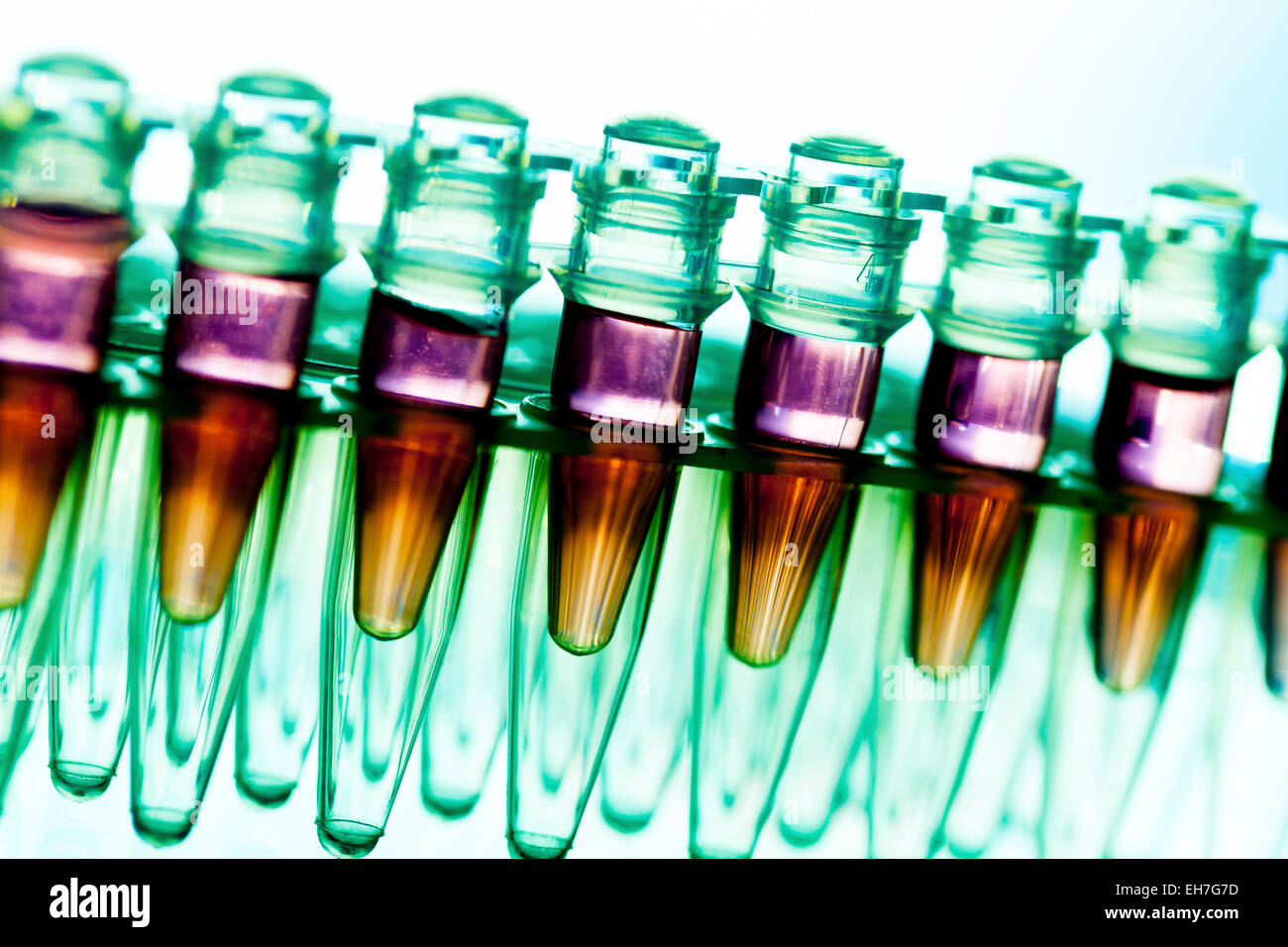 Eppendorf tubes in a rack Stock Photo Alamy