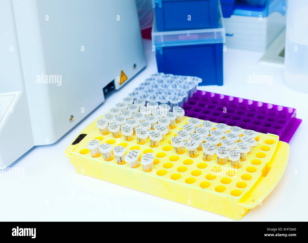 Test tubes in a rack Stock Photo Alamy