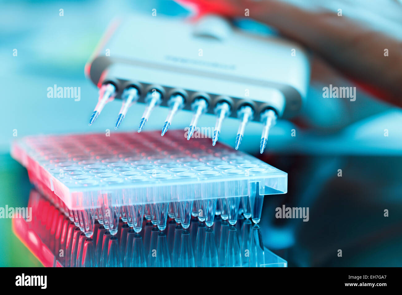 Multi pipettes used in microbiology lab Stock Photo Alamy