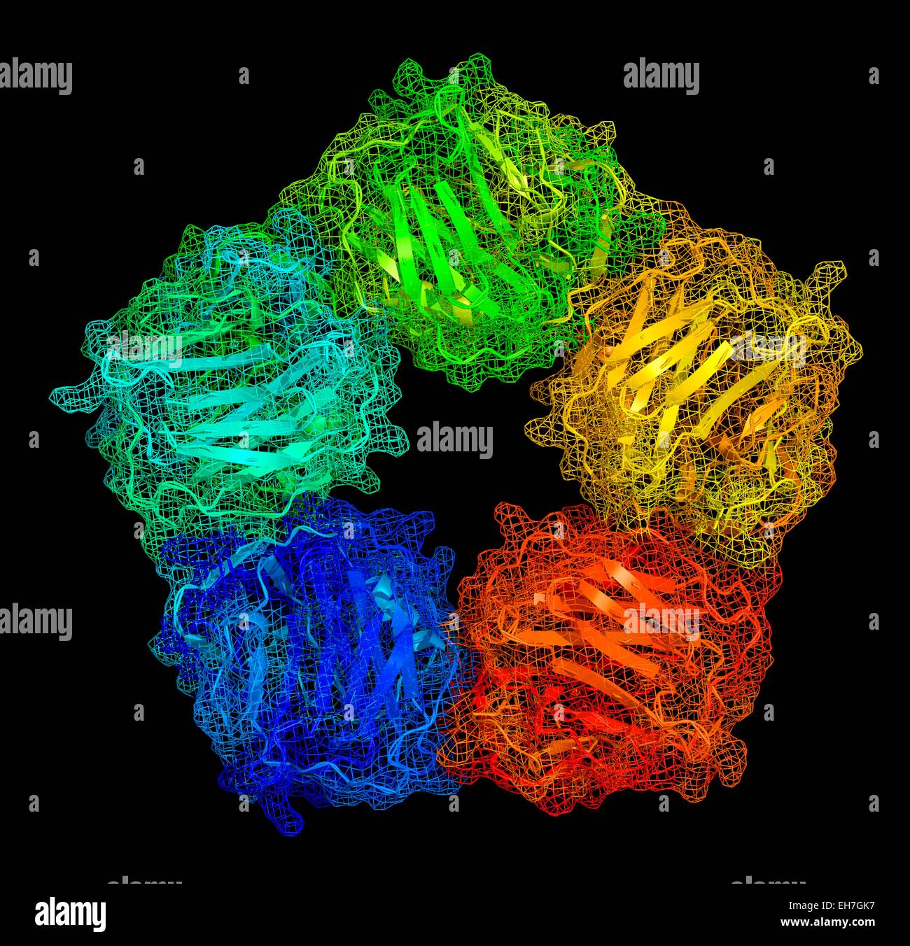 Creactive protein, molecular model Stock Photo Alamy