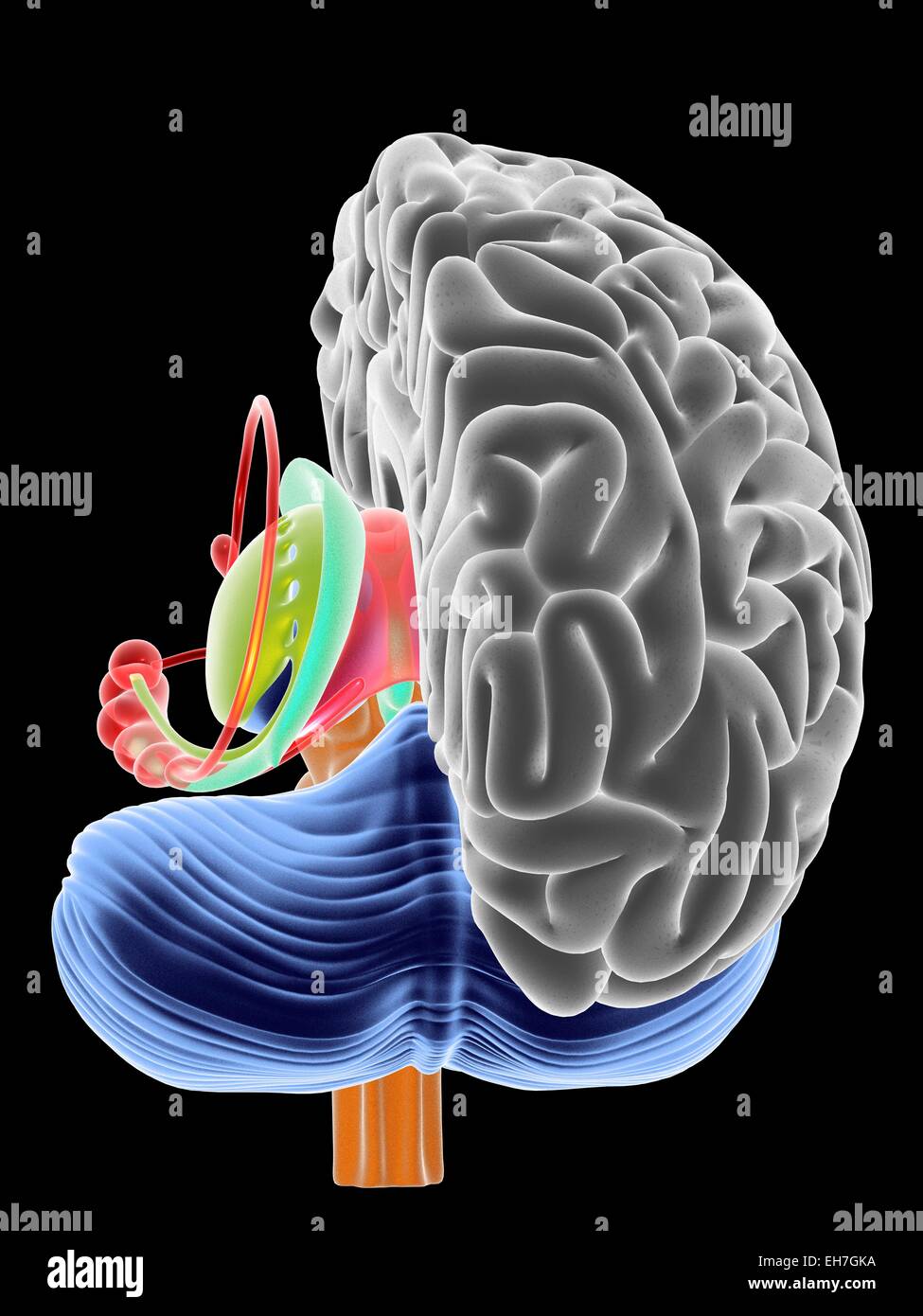 Sagittal section of the human brain hi-res stock photography and images ...