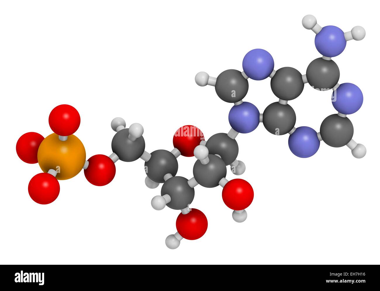 Adenosine monophosphate molecule Stock Photo