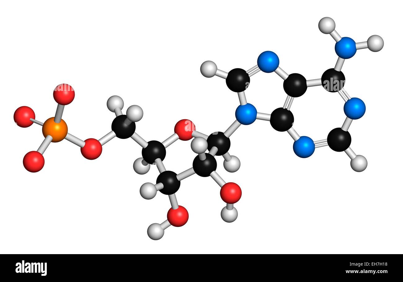 Adenosine monophosphate molecule Stock Photo - Alamy