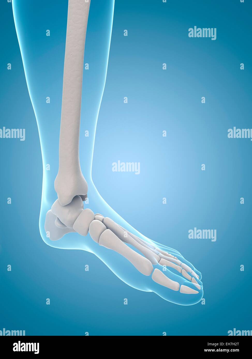 Human foot bones, illustration Stock Photo