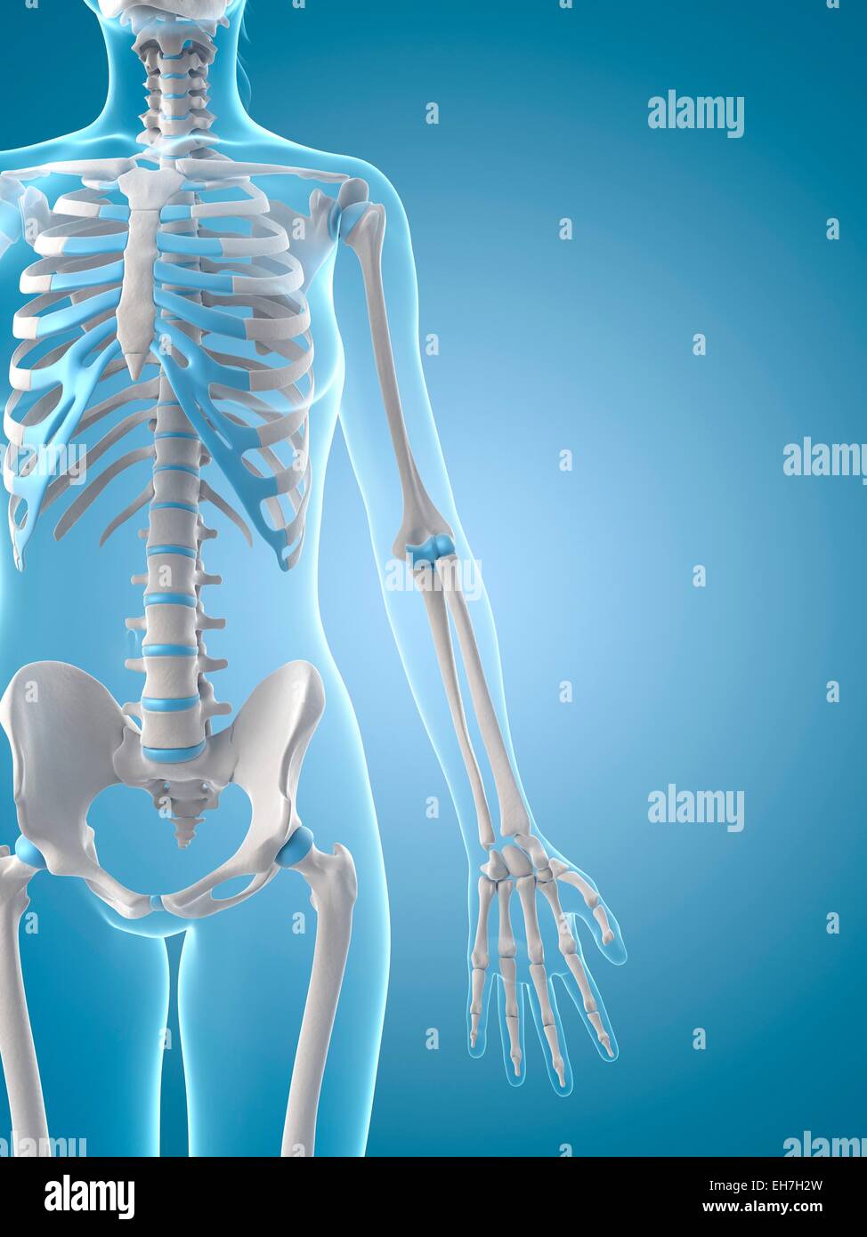 Human skeletal system, illustration Stock Photo - Alamy