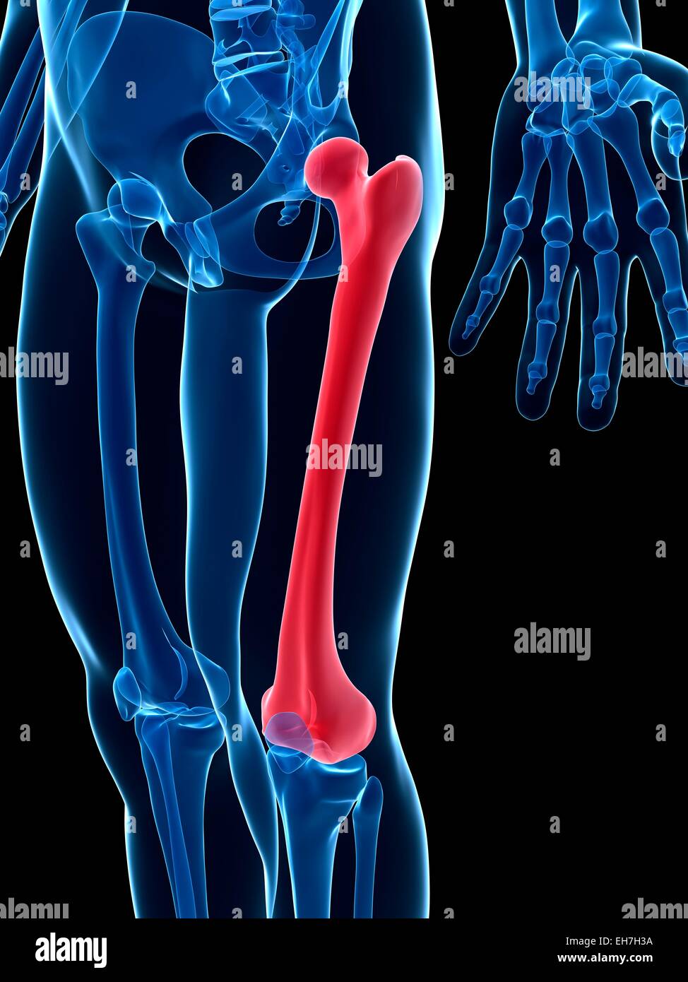 Human thigh bone, illustration Stock Photo - Alamy