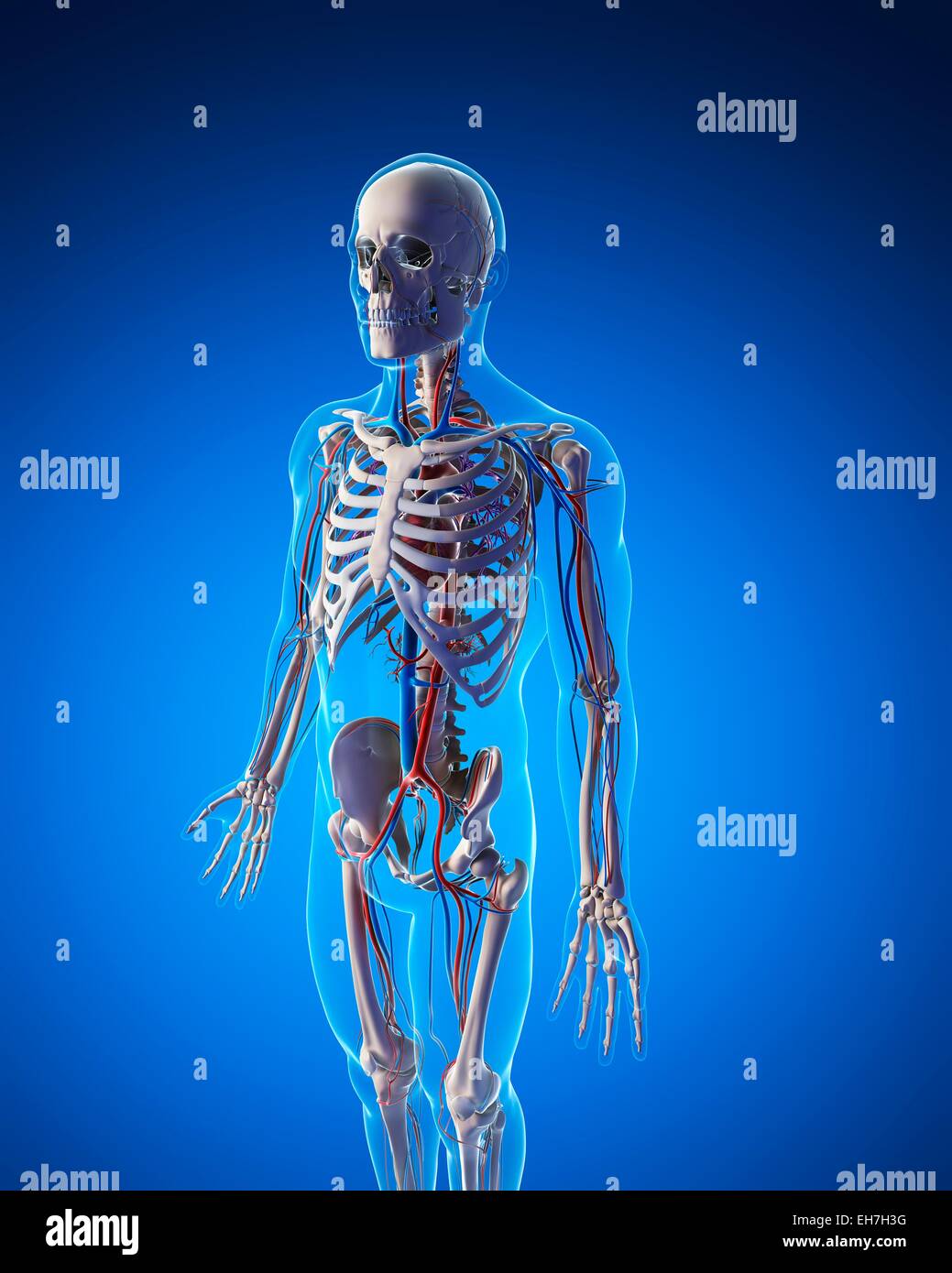 Human vascular system, illustration Stock Photo - Alamy