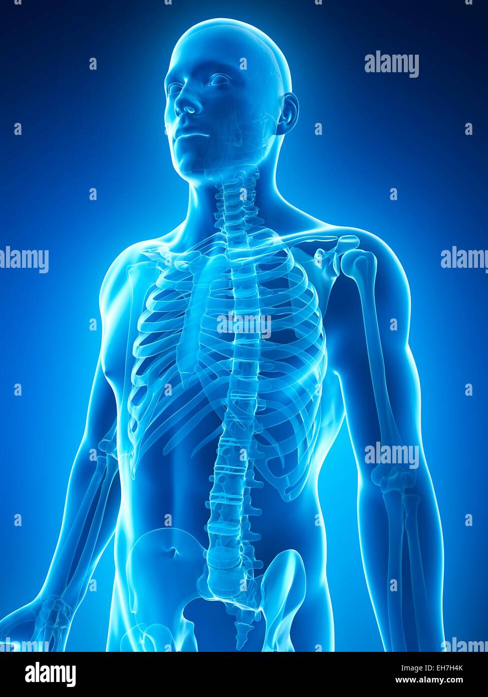 Human skeletal system, illustration Stock Photo - Alamy