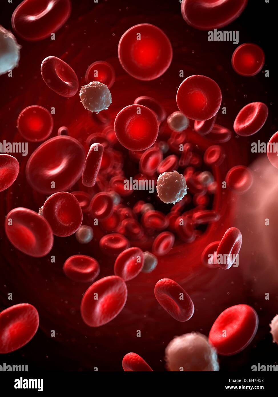 Red and white blood cells, illustration Stock Photo Biology Diagrams