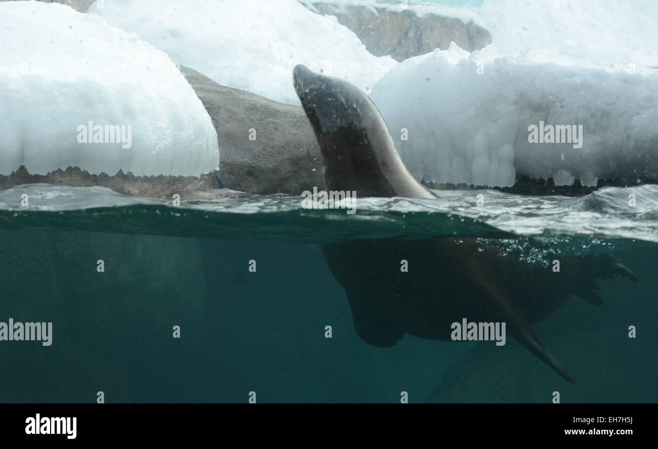 Sea Lion swims in frigid arctic waters. Stock Photo