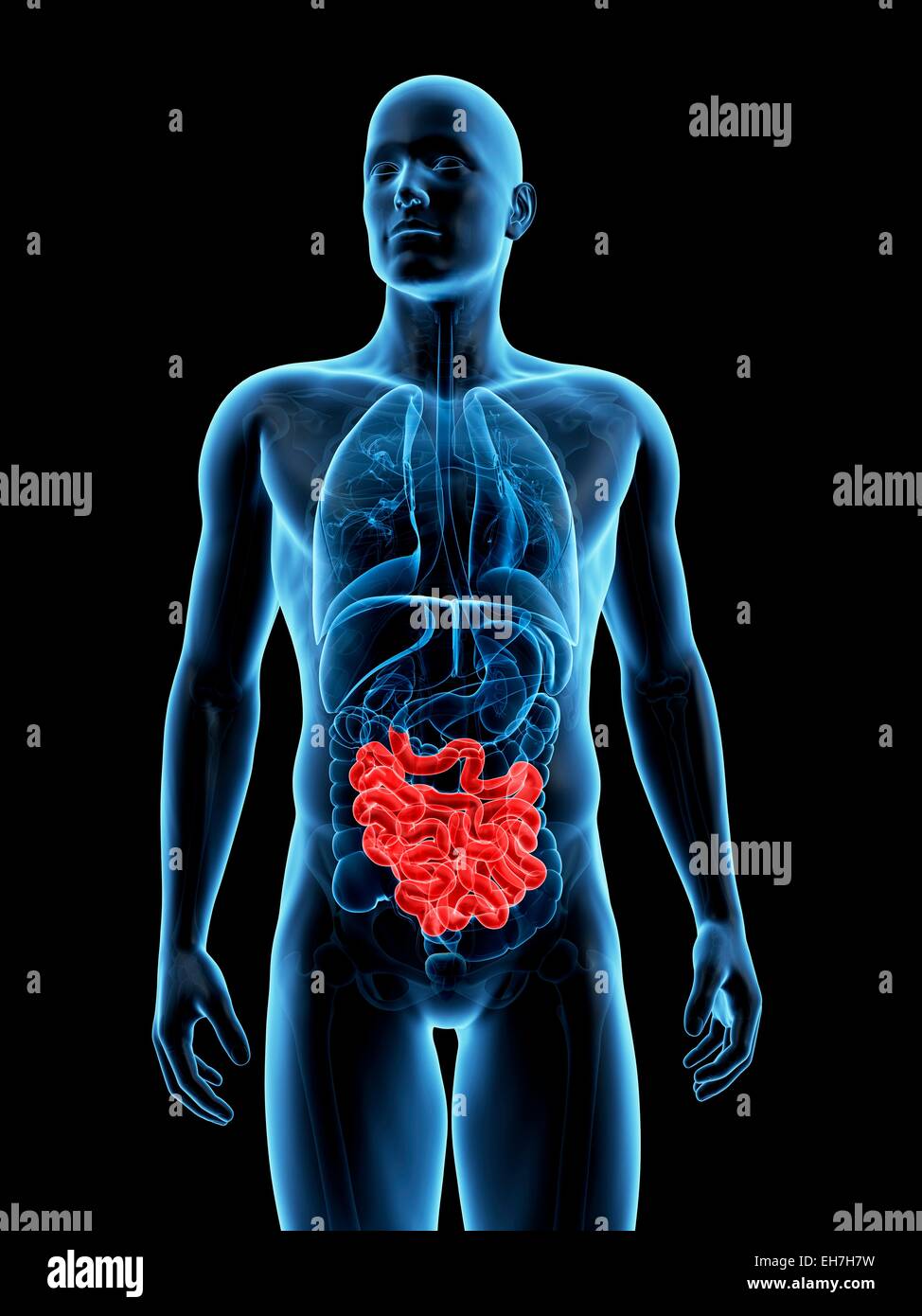 Human Small Intestine Color/image Human small intestine, illustration Stock Photo - Alamy