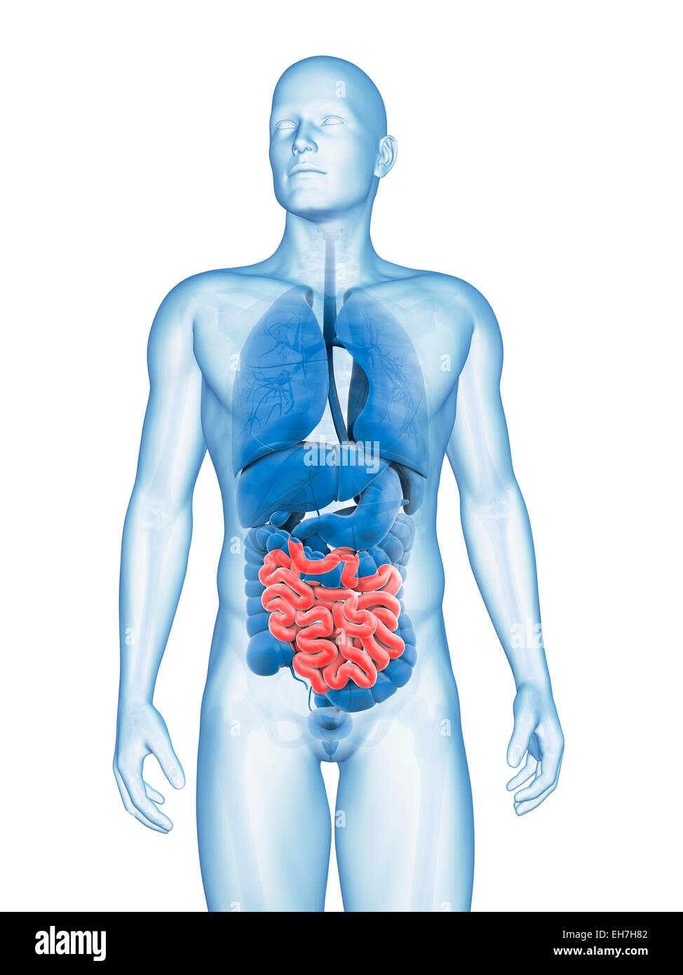 Human Small Intestine Color/image Human small intestine, illustration Stock Photo - Alamy