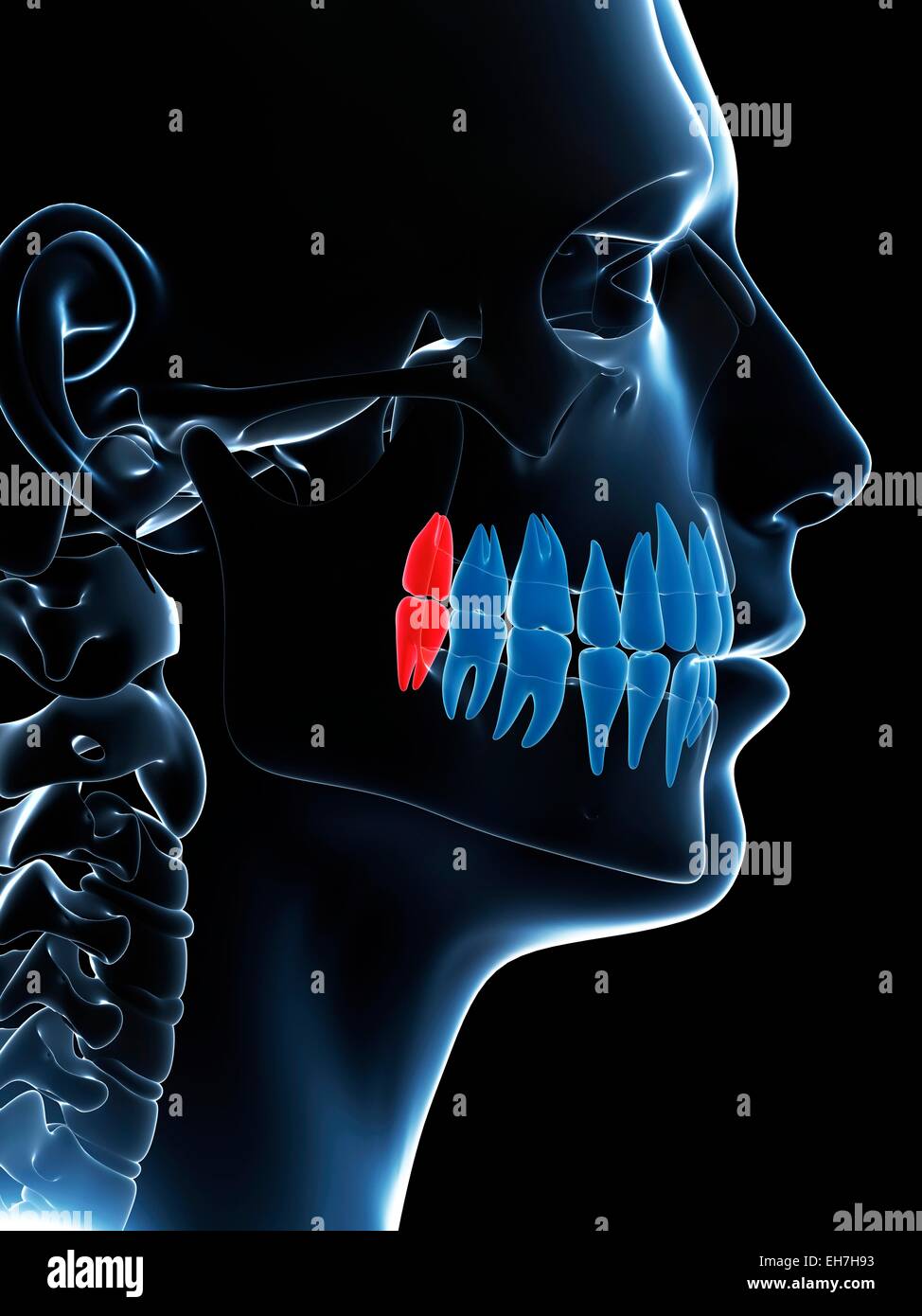 Human wisdom teeth, illustration Stock Photo