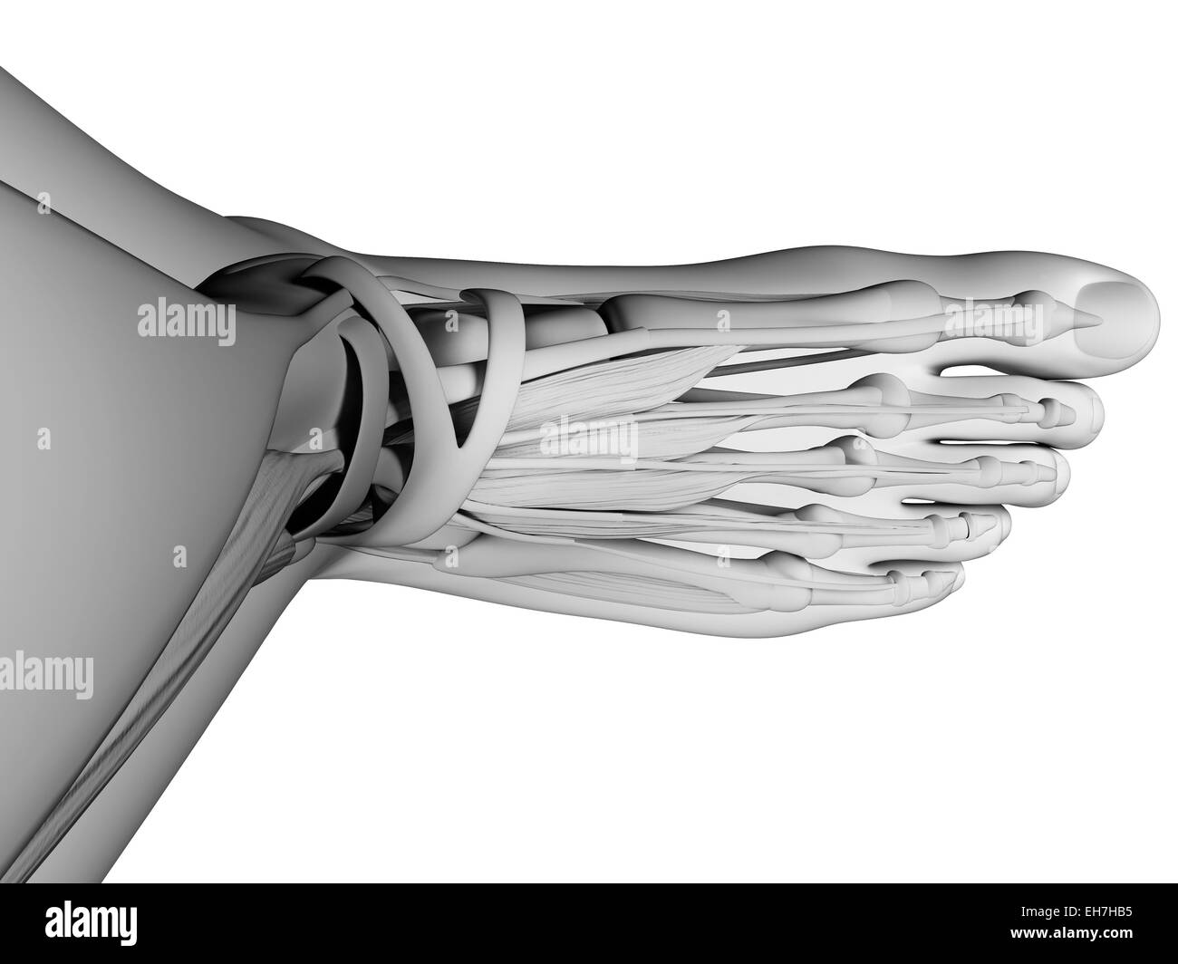 Human foot anatomy, illustration Stock Photo