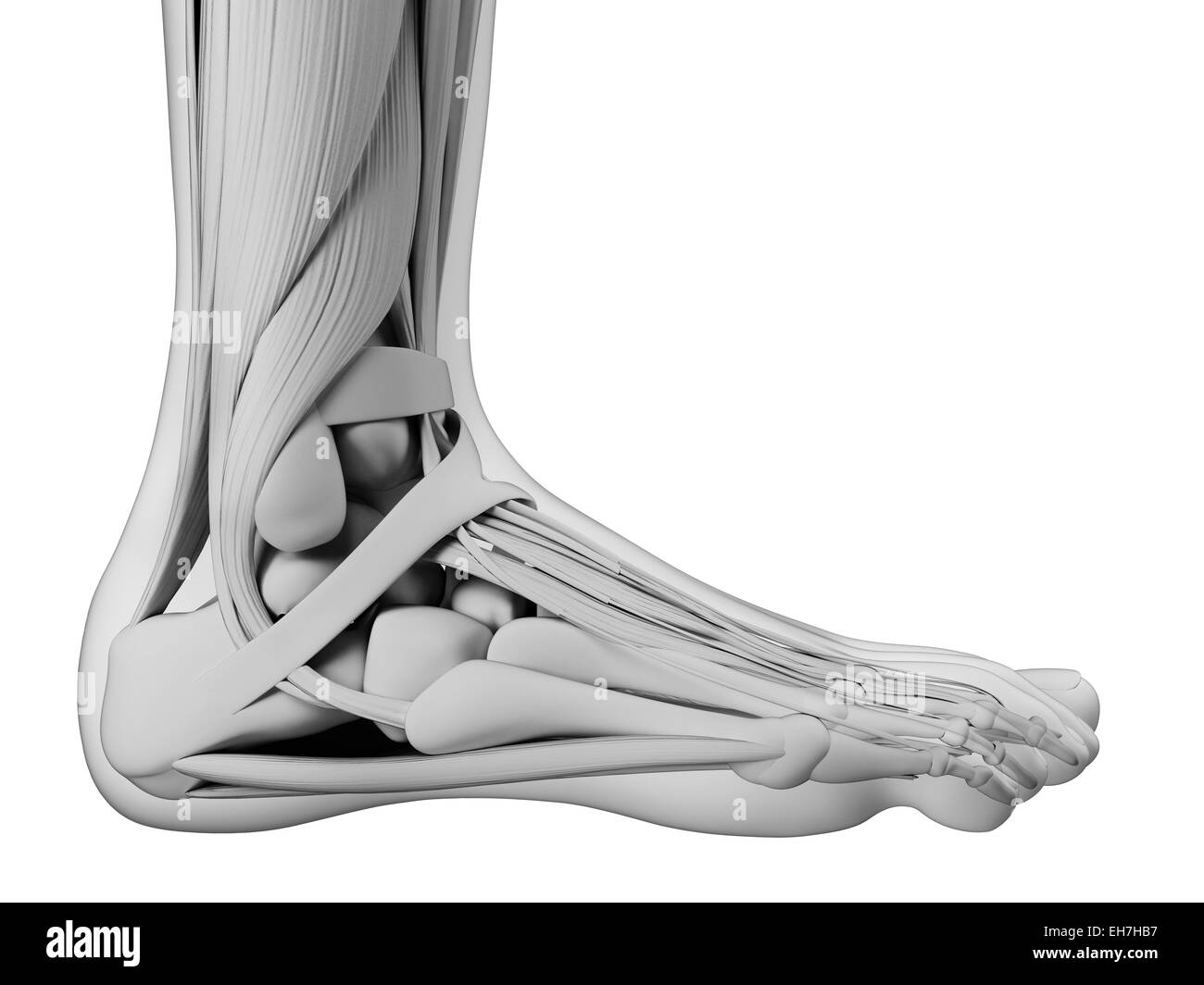 Human foot anatomy, illustration Stock Photo