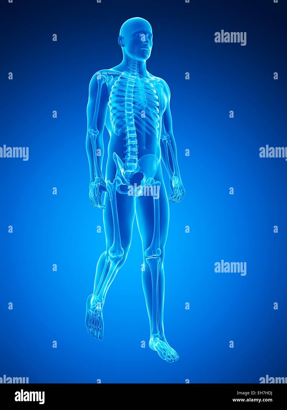 Human skeletal system, illustration Stock Photo - Alamy