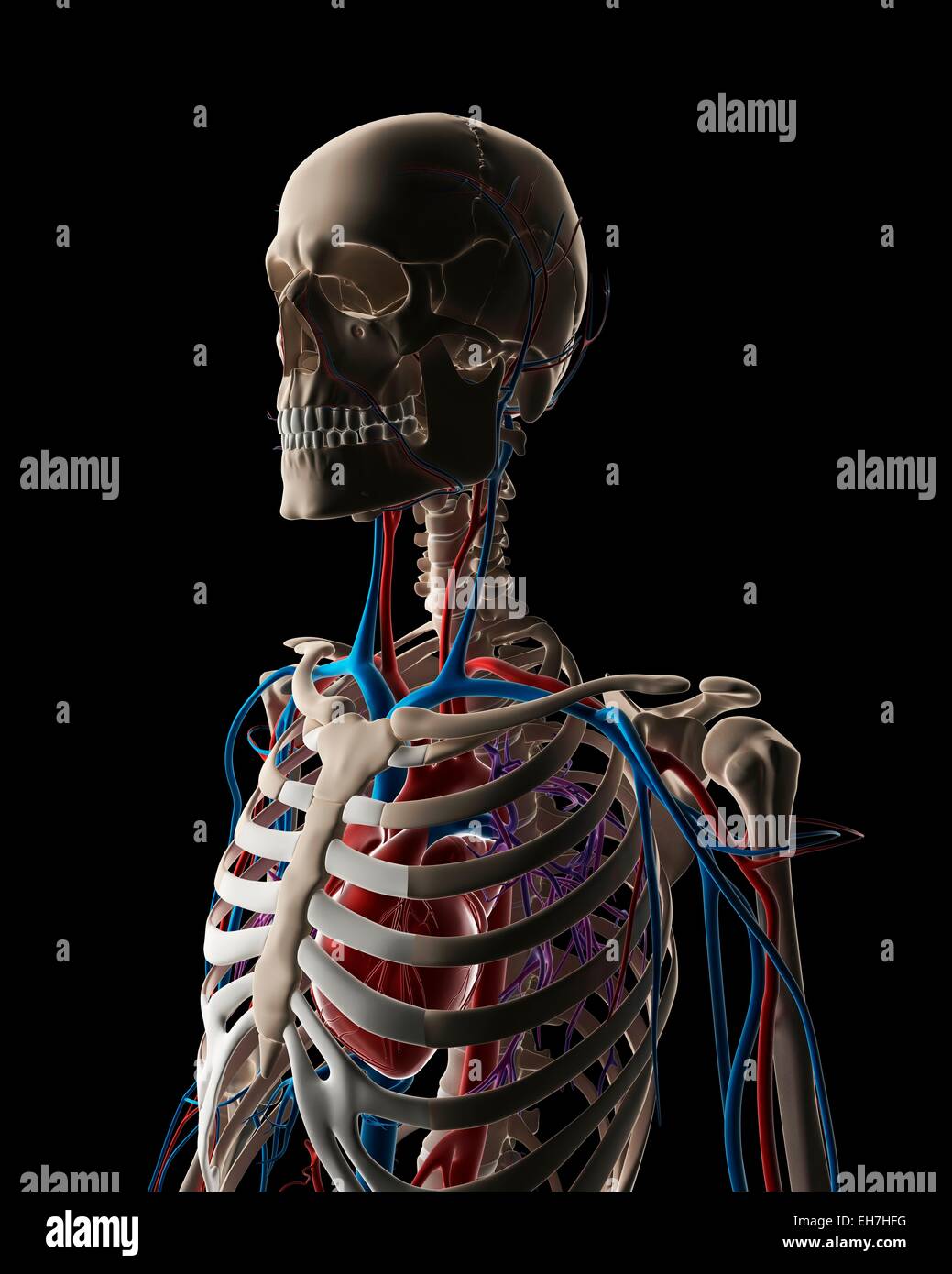 Human Vascular System, Illustration Stock Photo - Alamy