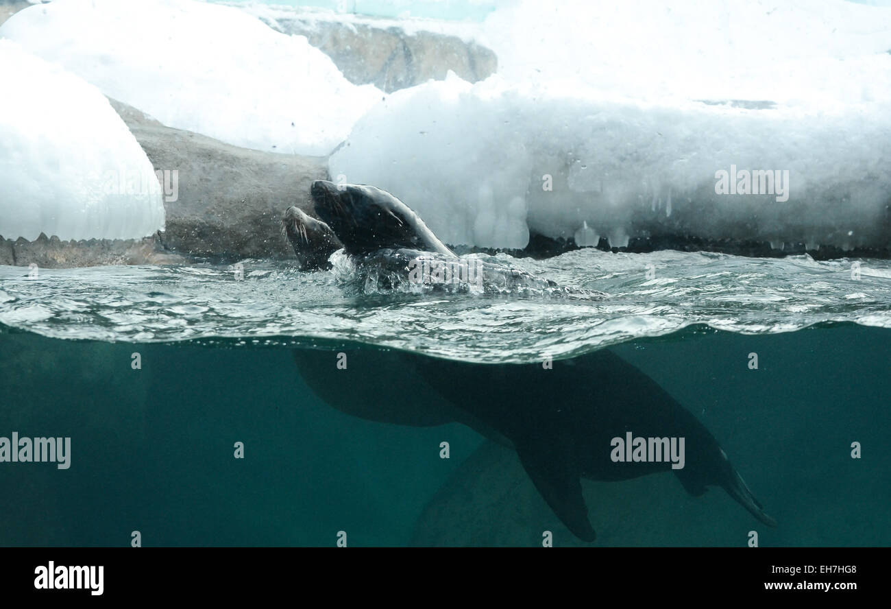 Sea Lions swims in frigid arctic waters. Stock Photo