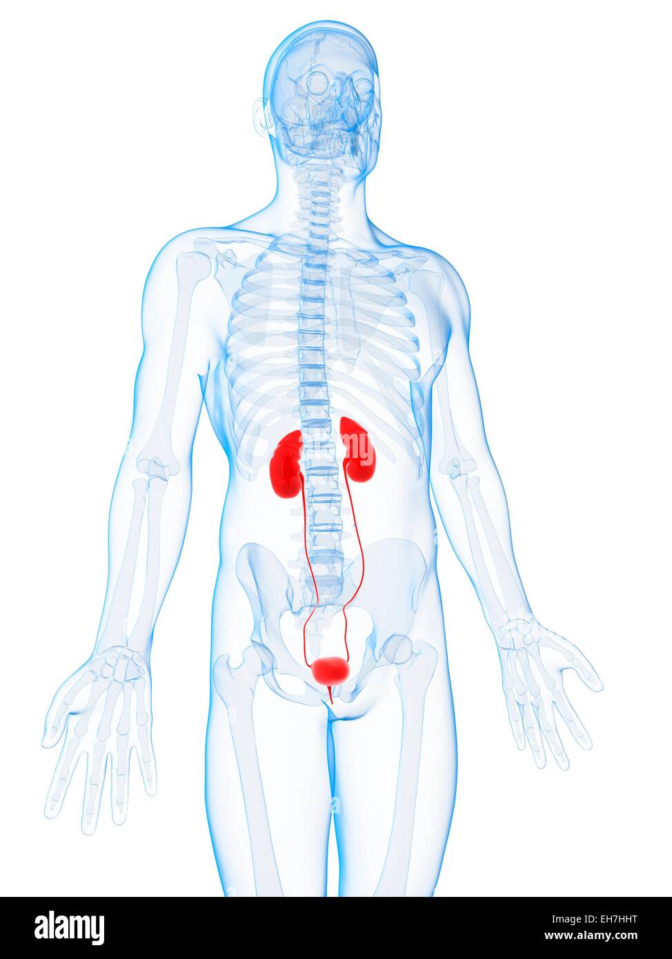 Human urinary system, illustration Stock Photo - Alamy