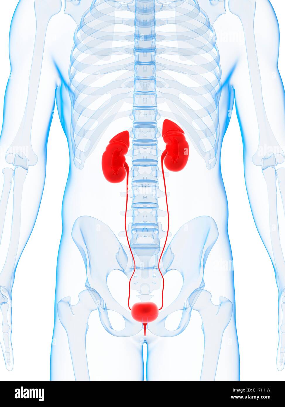 Human urinary system, illustration Stock Photo - Alamy