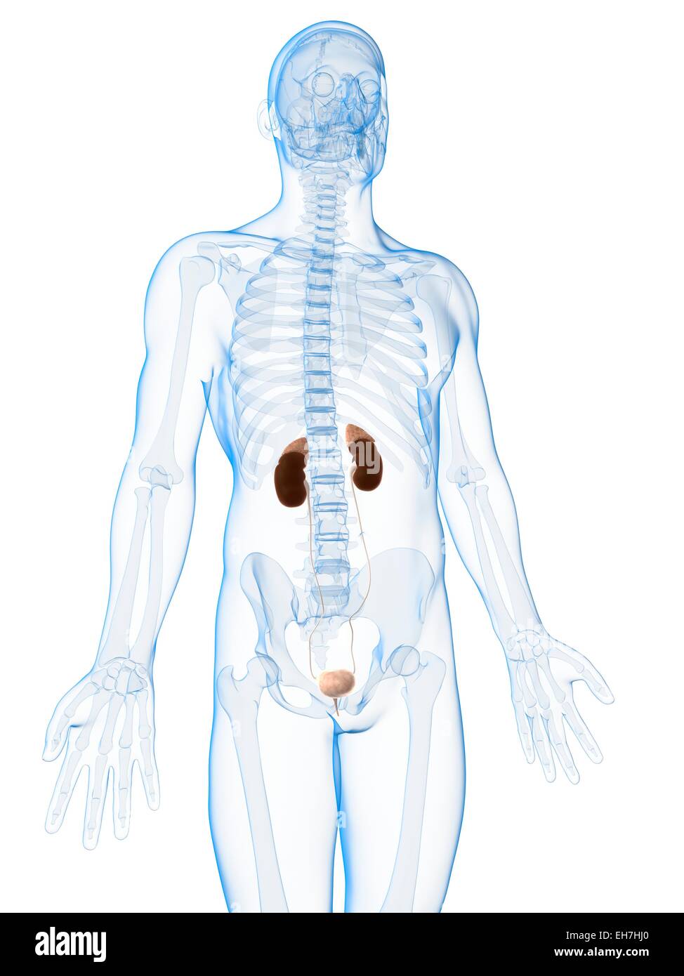 Human urinary system, illustration Stock Photo - Alamy