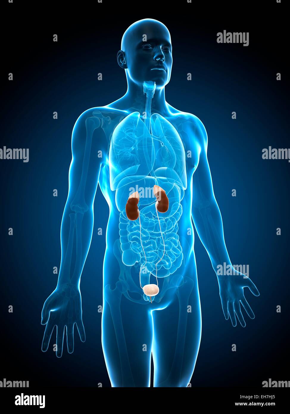 Human urinary system, illustration Stock Photo - Alamy