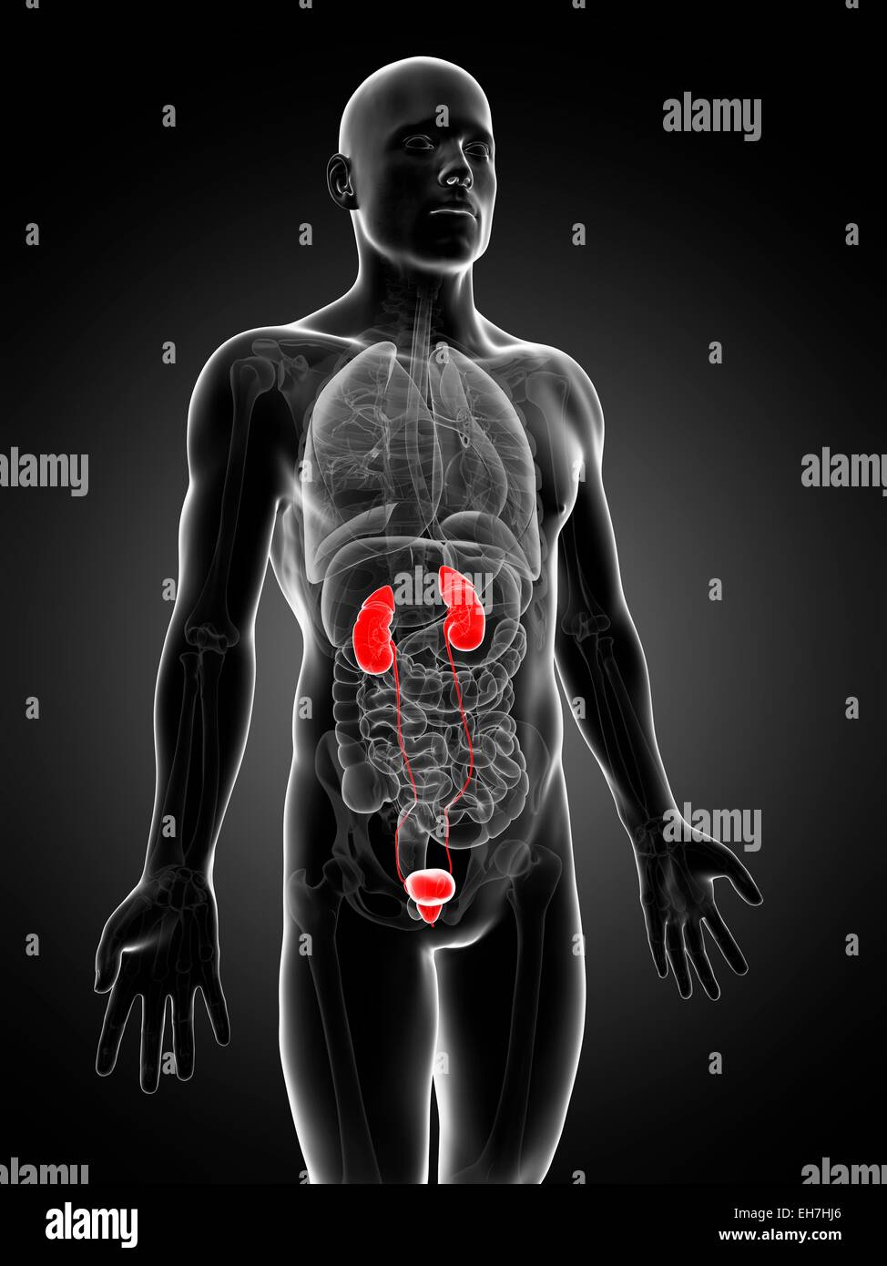 Human urinary system, illustration Stock Photo - Alamy