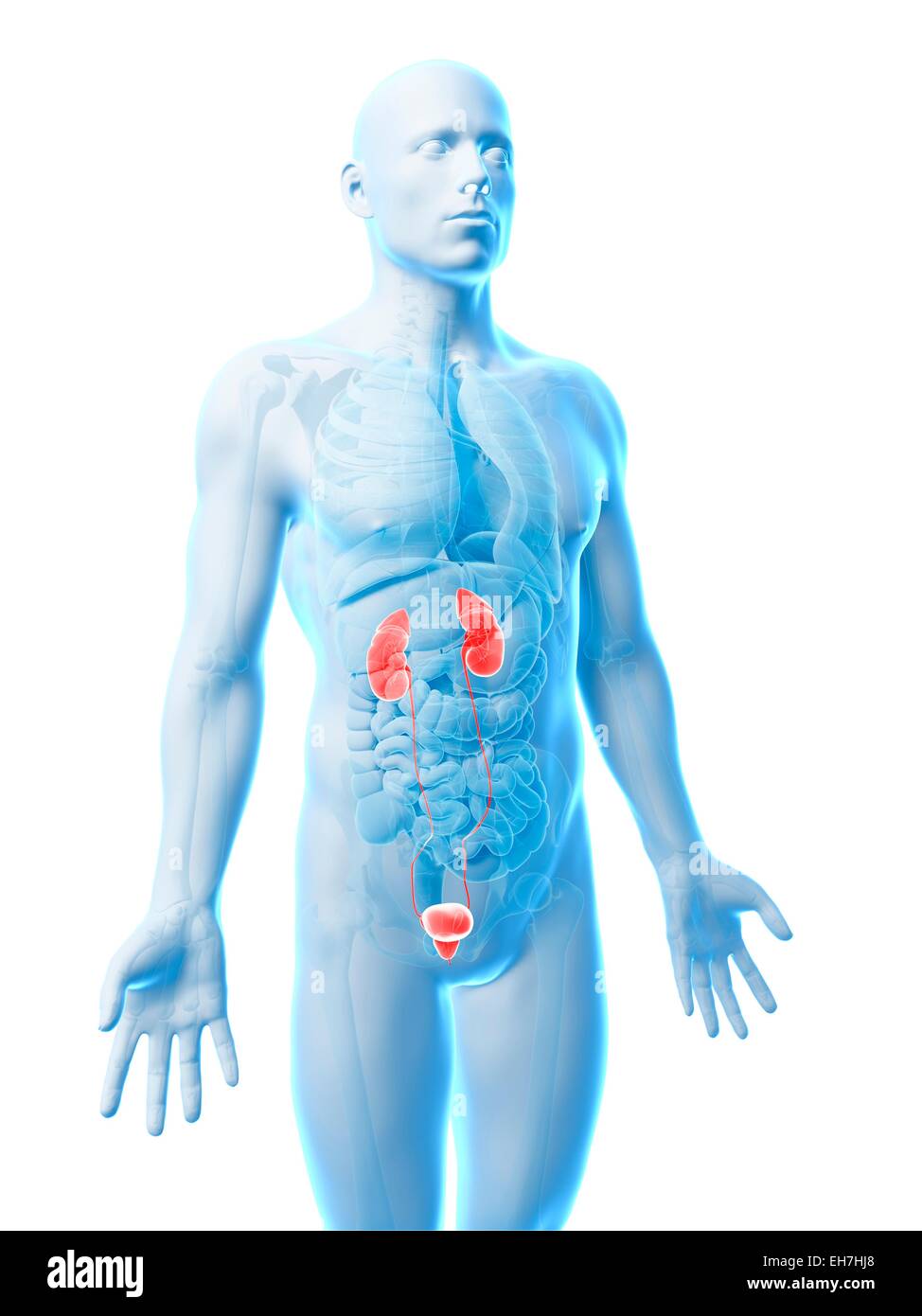 Human urinary system, illustration Stock Photo - Alamy