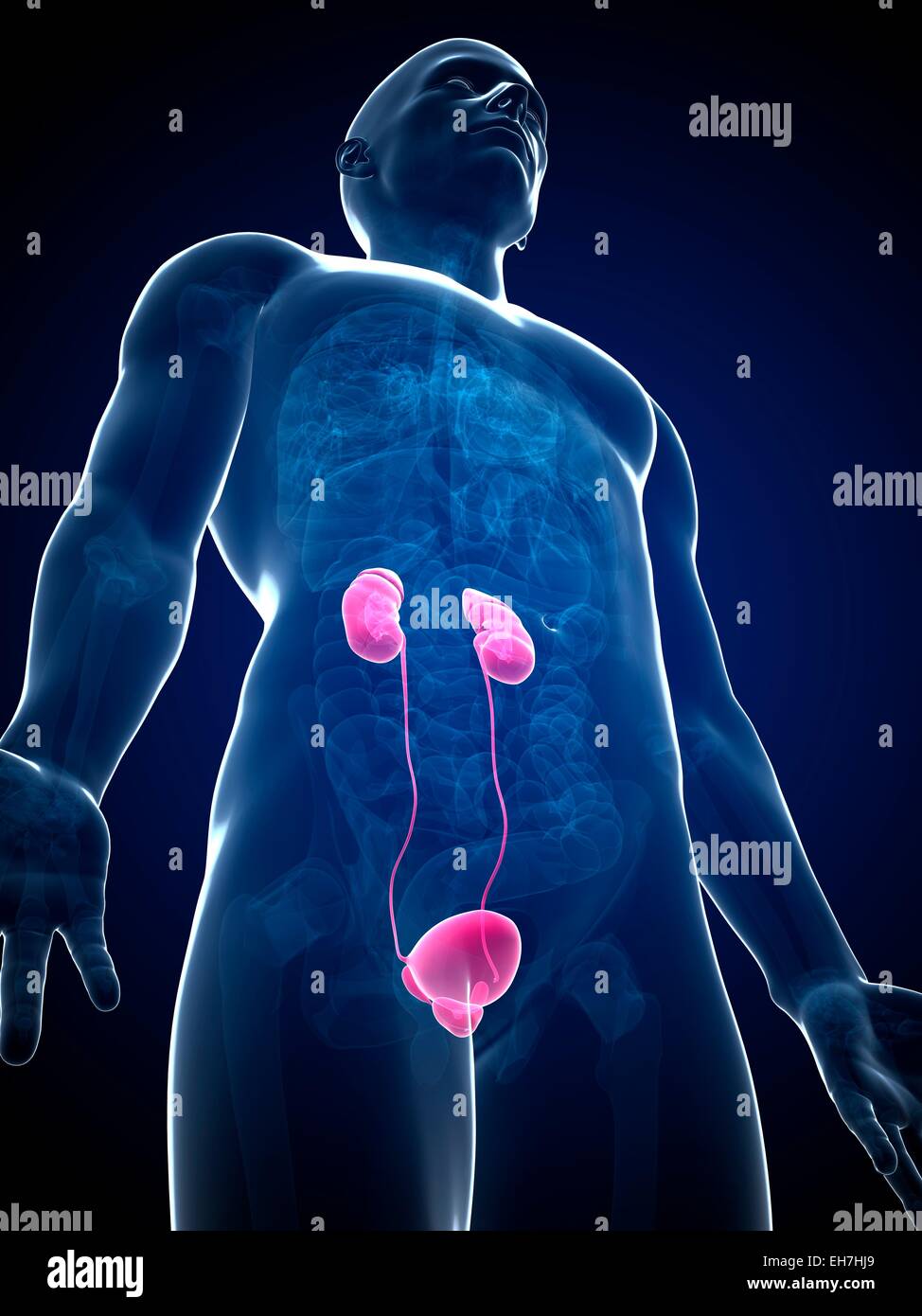 Human urinary system, illustration Stock Photo - Alamy