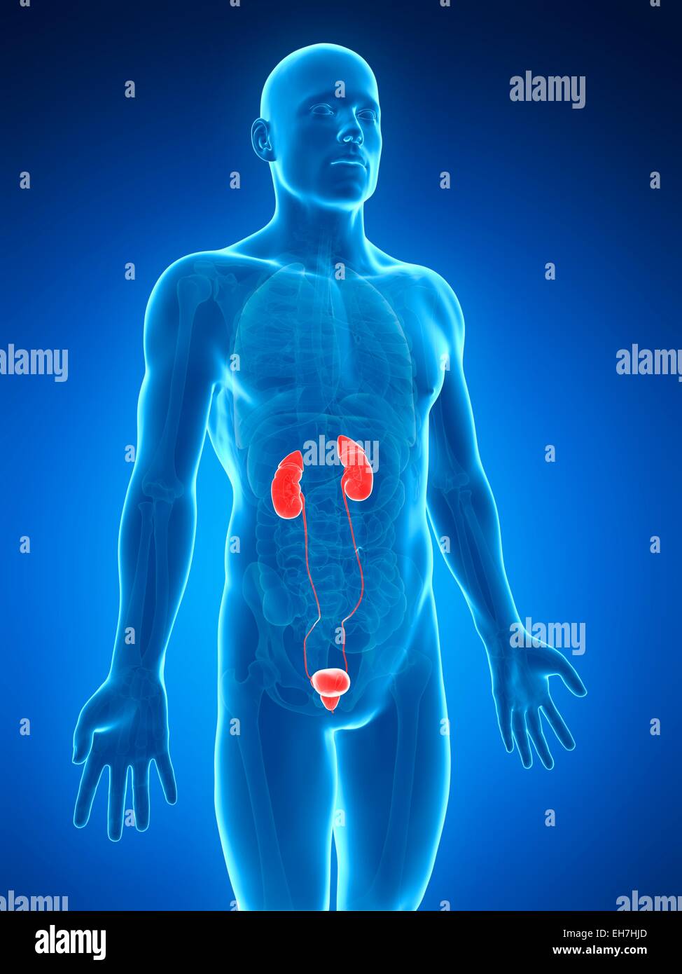 Human urinary system, illustration Stock Photo - Alamy