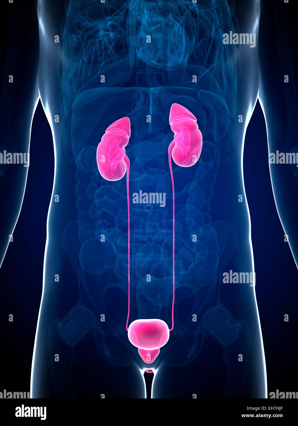 Human urinary system, illustration Stock Photo - Alamy