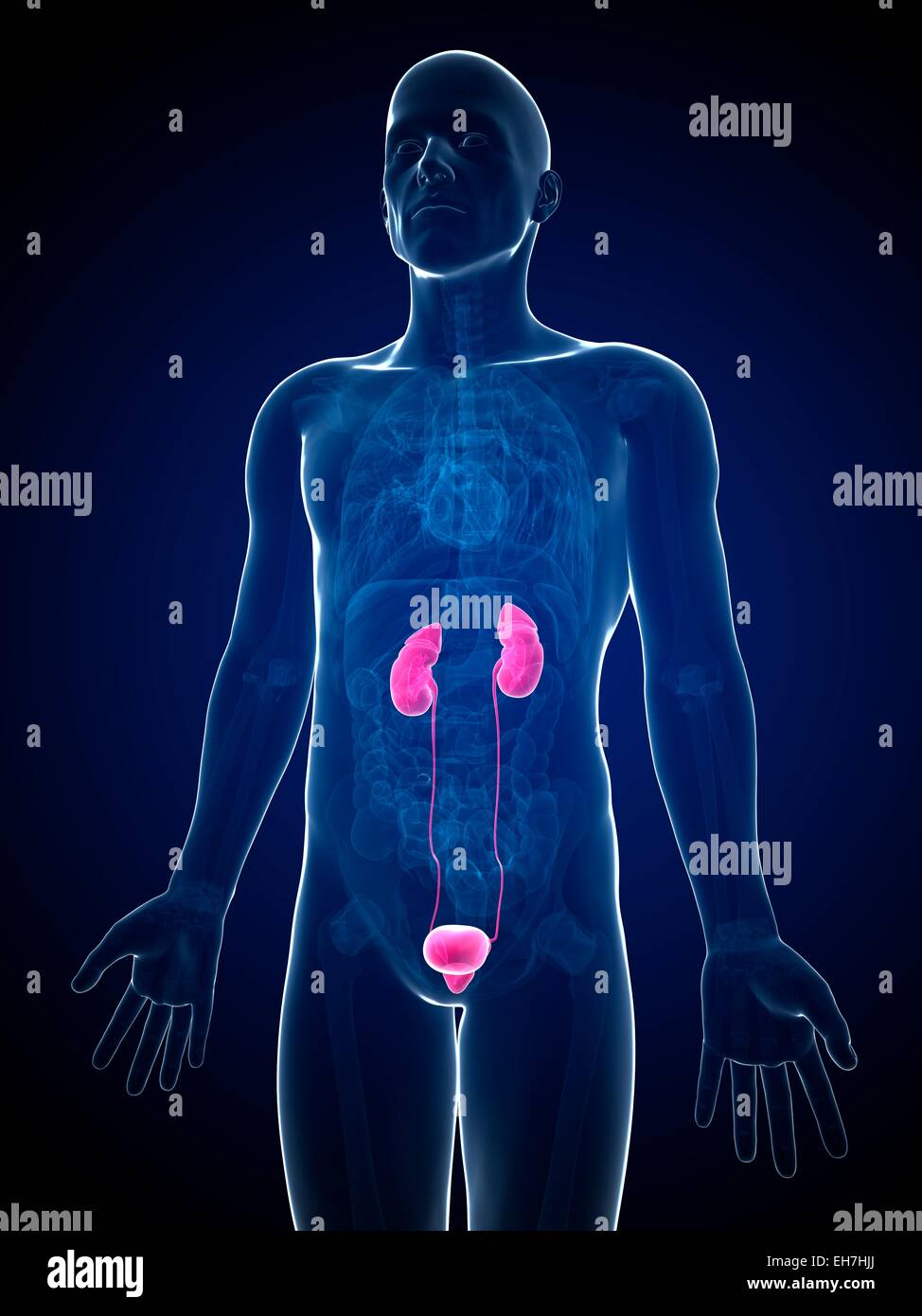 Human urinary system, illustration Stock Photo - Alamy