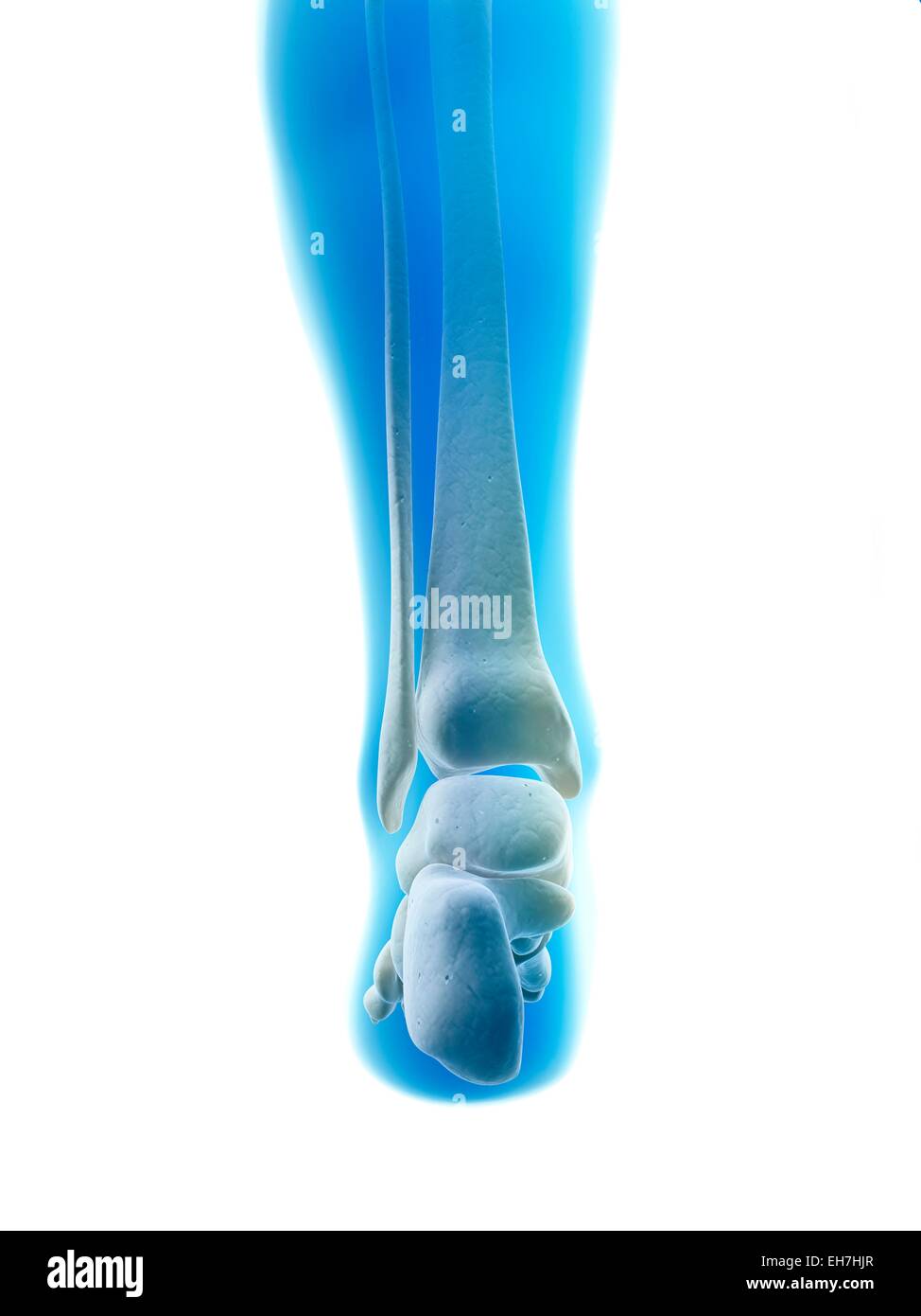 Human foot bones, illustration Stock Photo