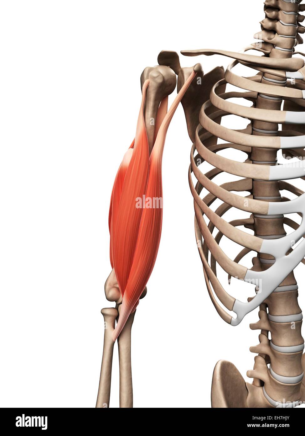 Arm Bones And Muscles
