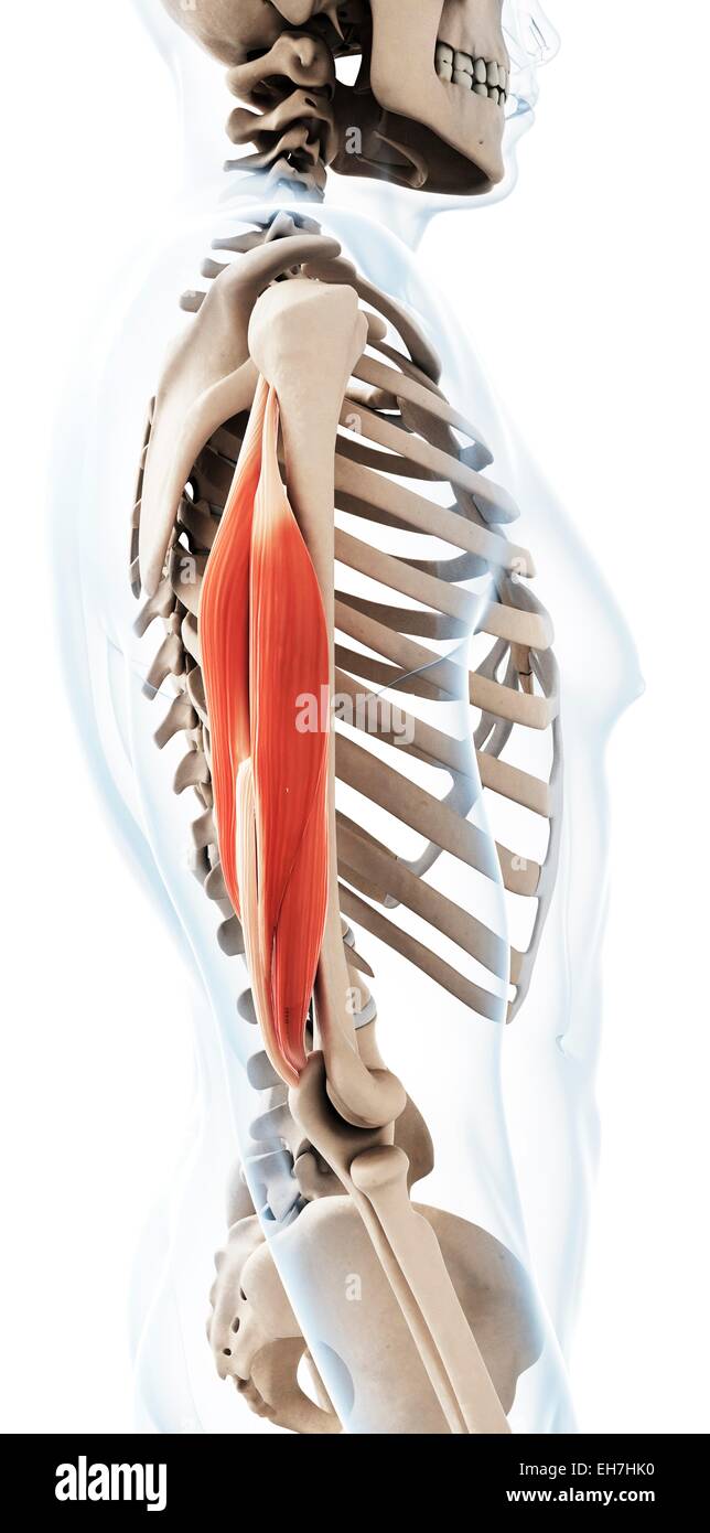Human triceps, illustration Stock Photo - Alamy