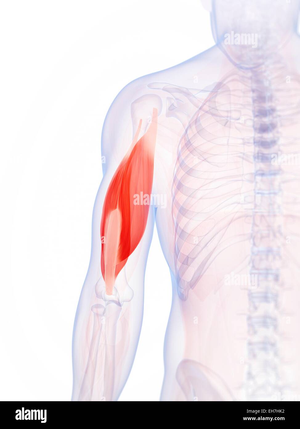 Human triceps, illustration Stock Photo - Alamy