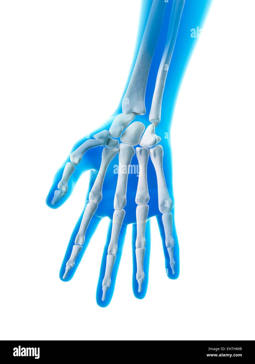 Human hand bones, illustration Stock Photo Alamy