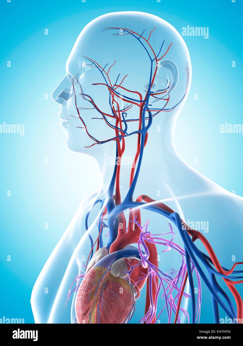 Human cardiovascular system, illustration Stock Photo - Alamy