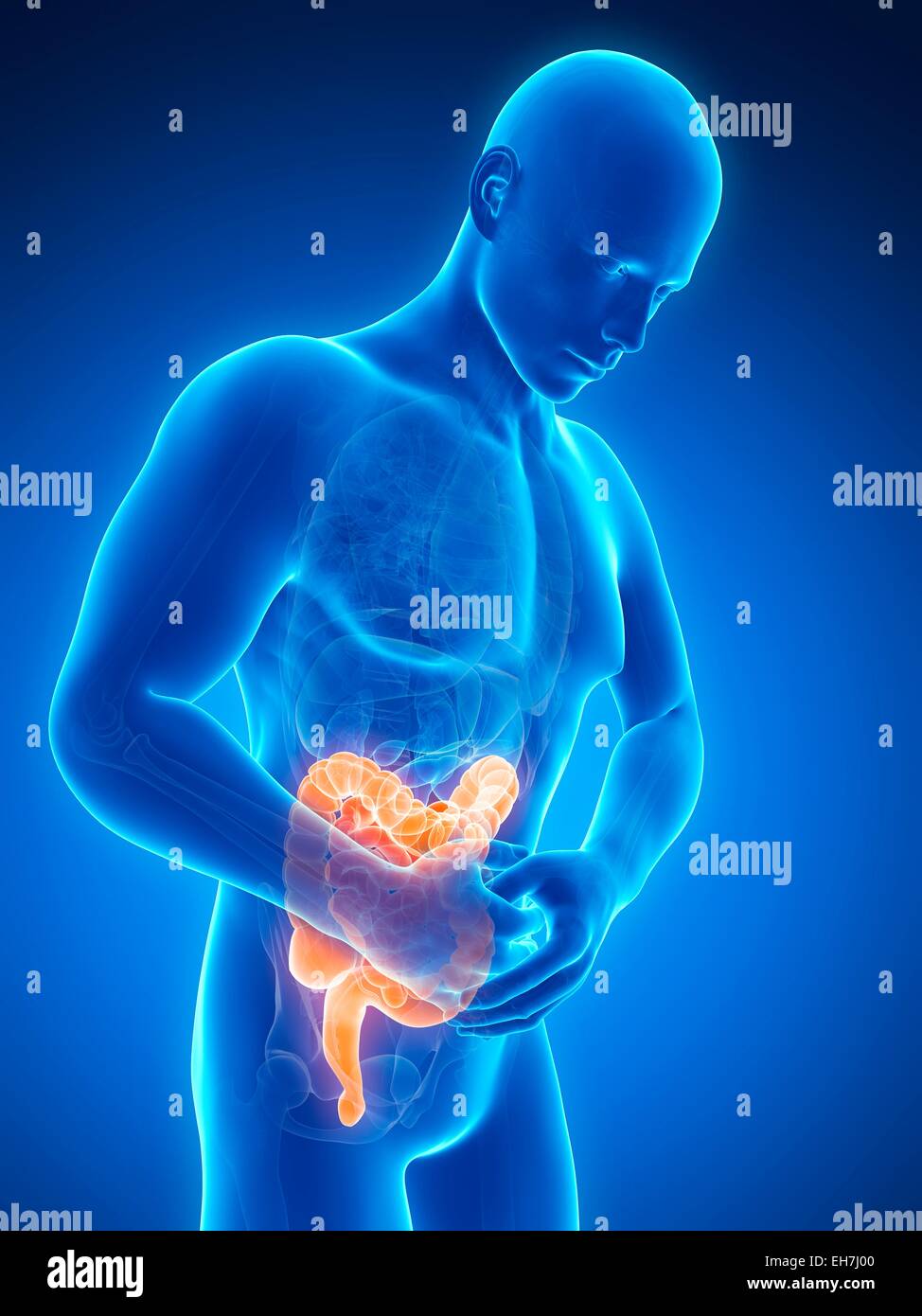 Human large intestine pain illustration stock photo alamy