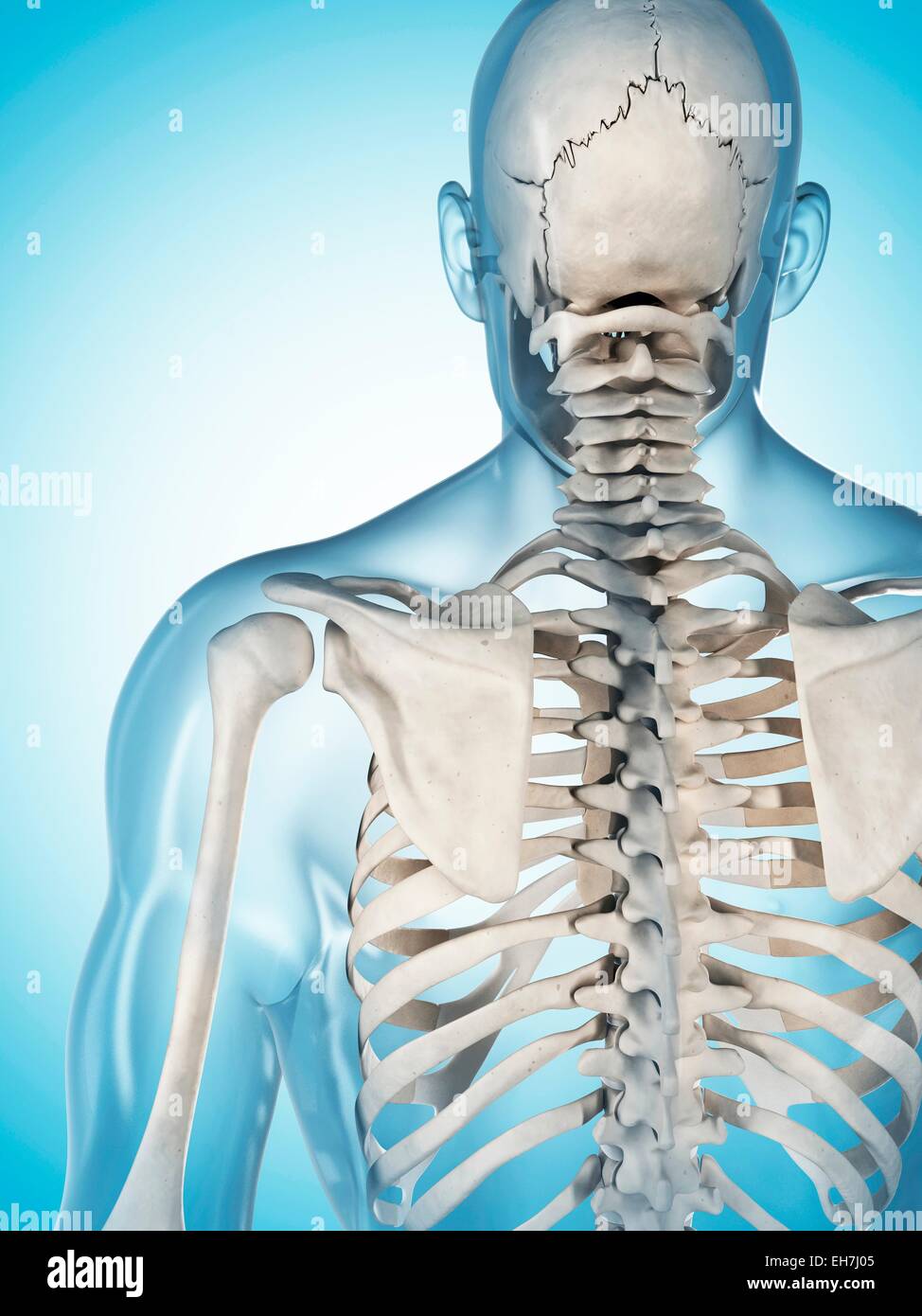 Human skeletal system, illustration Stock Photo - Alamy