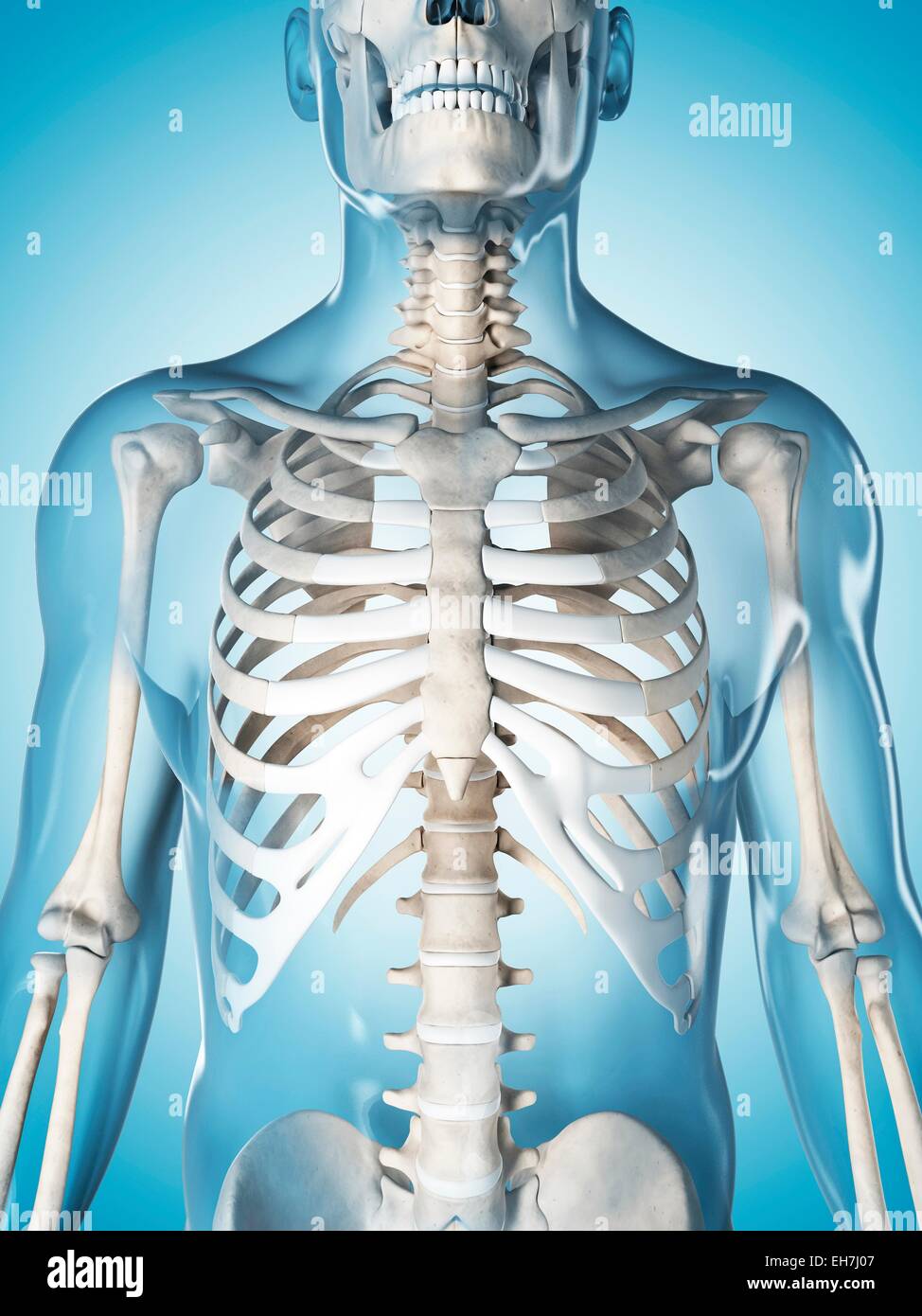 Human skeletal system, illustration Stock Photo - Alamy
