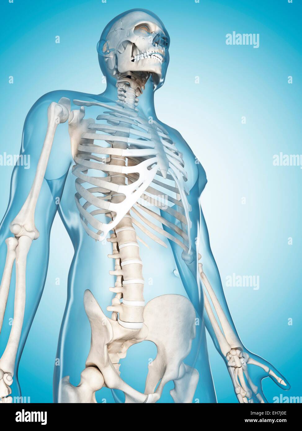 Human skeletal system, illustration Stock Photo - Alamy