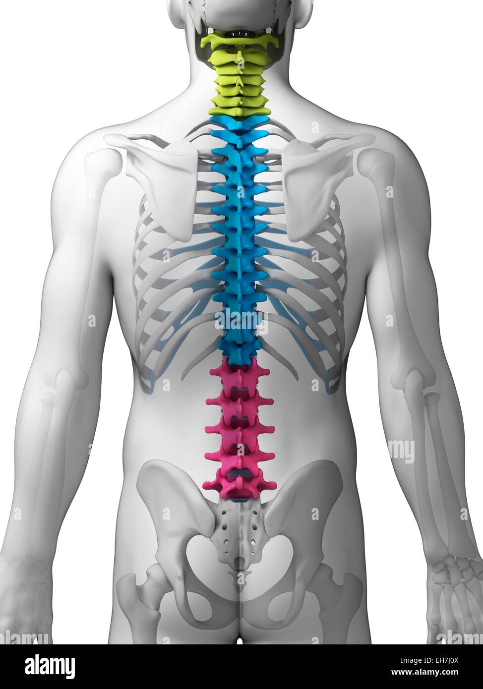 Human spine, illustration Stock Photo
