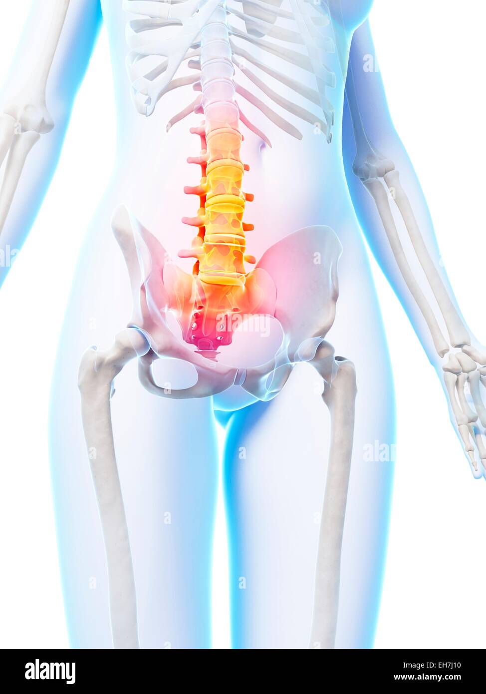 Human lumbar spine, illustration Stock Photo