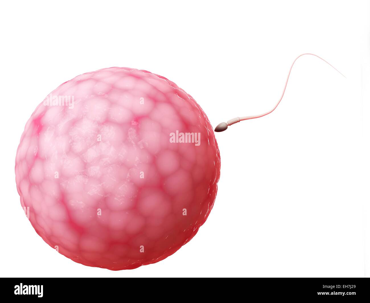 Human Sperm And Egg Illustration Stock Photo Alamy