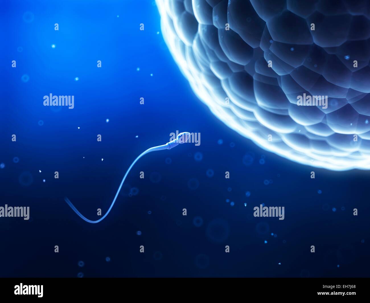 Egg and sperm, artwork hi-res stock photography and images - Alamy