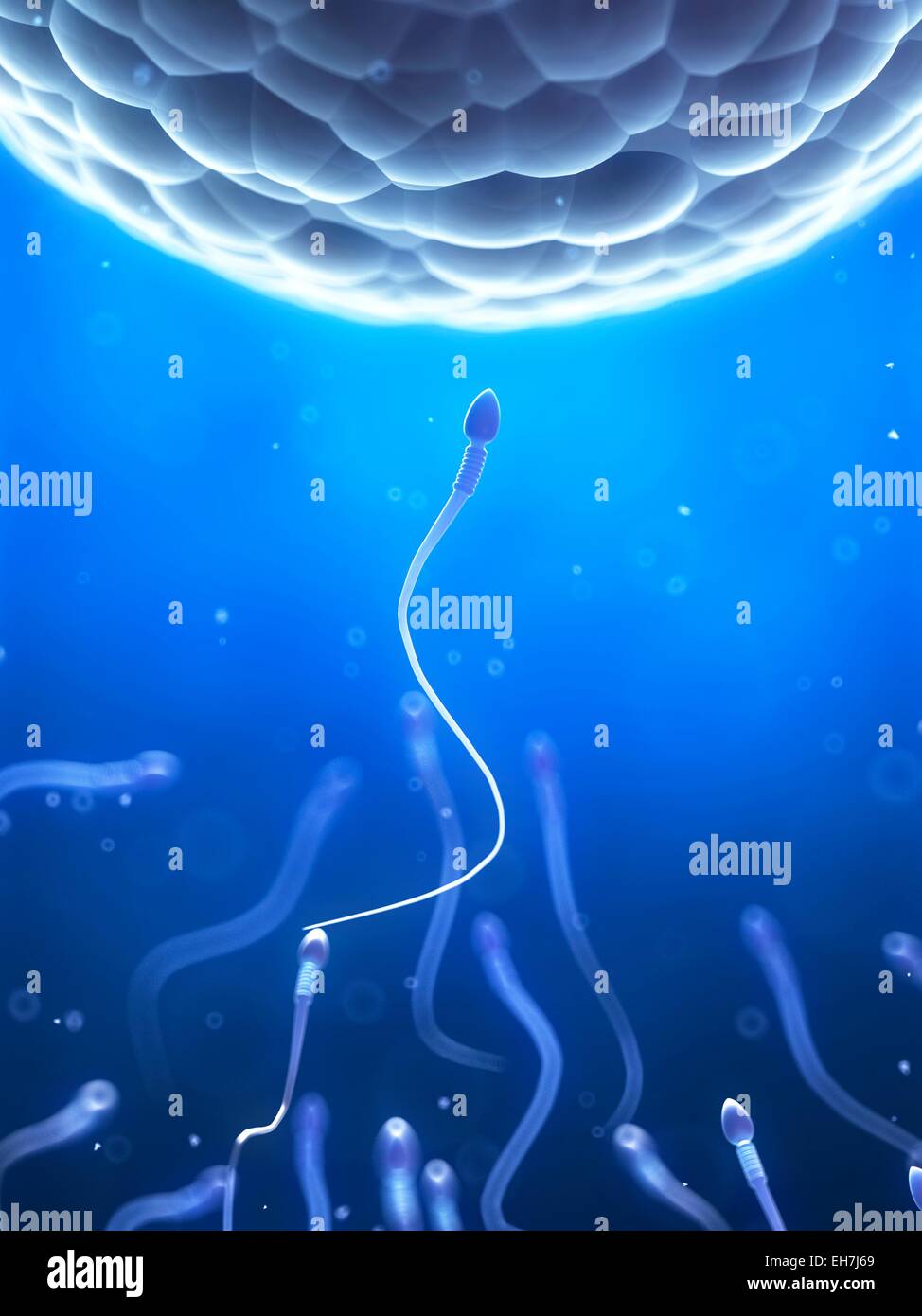 Egg and sperm, artwork hi-res stock photography and images - Alamy