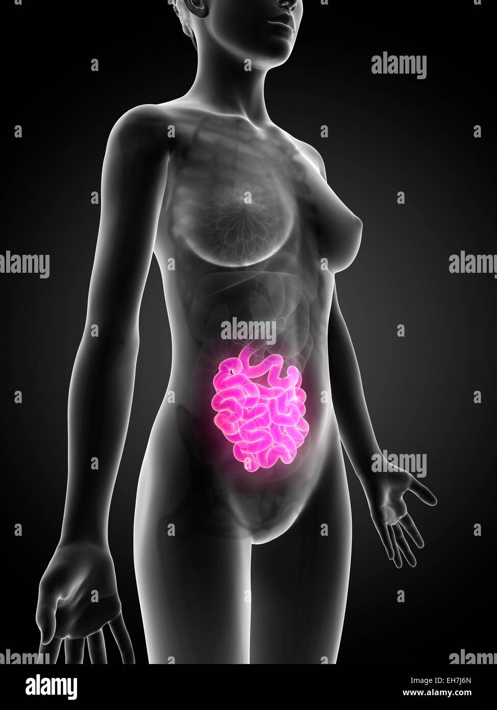 Human Small Intestine Color/image Human small intestine, illustration Stock Photo - Alamy
