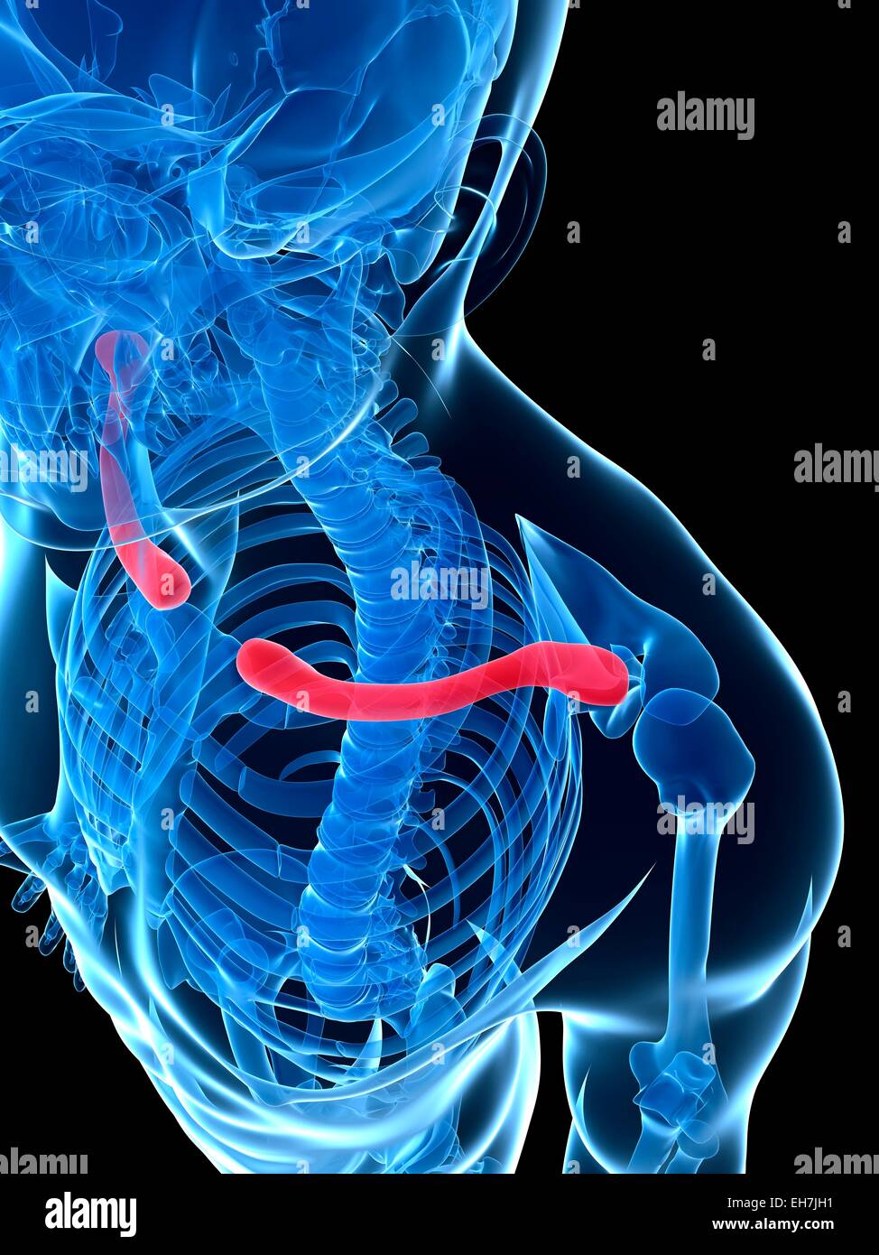 Human collar bone, illustration Stock Photo Alamy